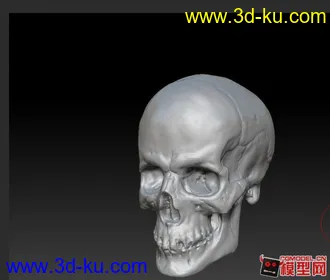 自己整理的人体基础模型下载，全部是max2010文件的图片