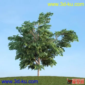 收集的树木模型分享下的图片