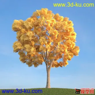 收集的树木模型分享下的图片