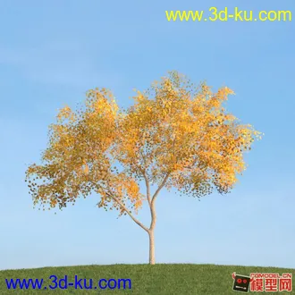 收集的树木模型分享下的图片