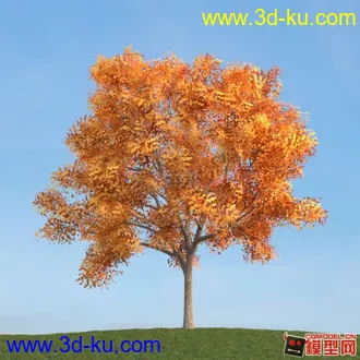 收集的树木模型分享下的图片