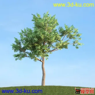 收集的树木模型分享下的图片