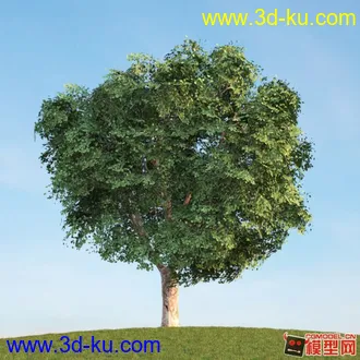 收集的树木模型分享下的图片