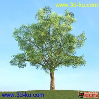 收集的树木模型分享下的图片