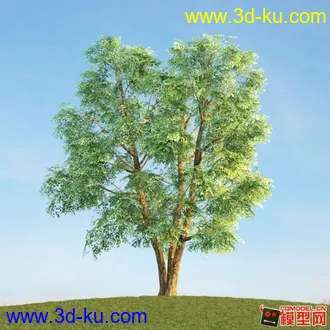 收集的树木模型分享下的图片