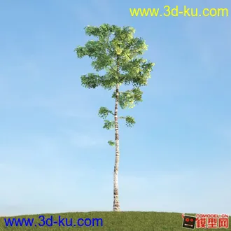 收集的树木模型分享下的图片