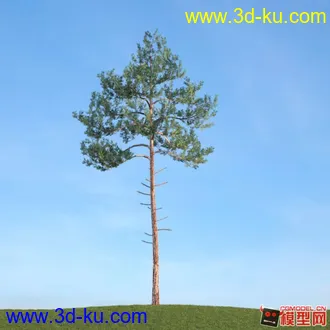 收集的树木模型分享下的图片