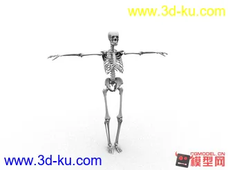 人体骨骼，模型，maya,写实的图片