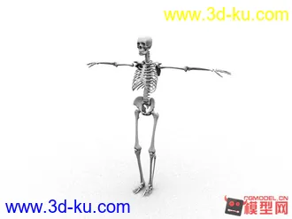 人体骨骼，模型，maya,写实的图片