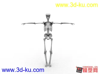 人体骨骼，模型，maya,写实的图片