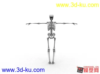 人体骨骼，模型，maya,写实的图片