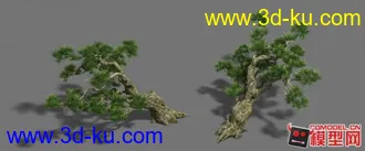 3DMAX 高精度松树（模型贴图下载）的图片