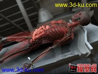3D打印模型人体研究所的图片