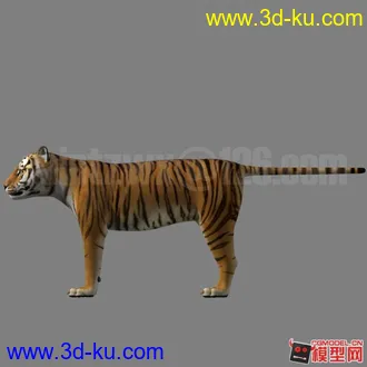3D打印模型Tiger的图片