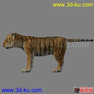 3D打印模型Tigerkin的图片