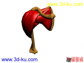 3D打印模型人的心脏的图片