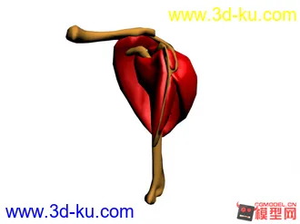 3D打印模型人的心脏的图片