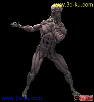 3D打印模型带动作的肌肉骨骼 人体 骨骼 肌肉的图片