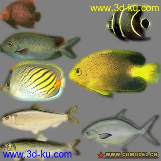 3D打印模型热带鱼的图片
