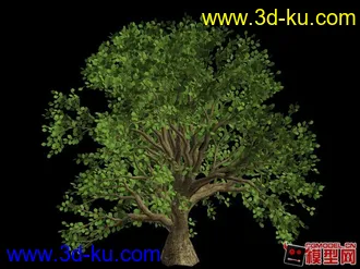大树精模3D模型的图片