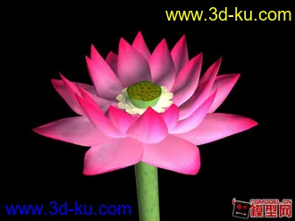 莲花精模3D模型的图片