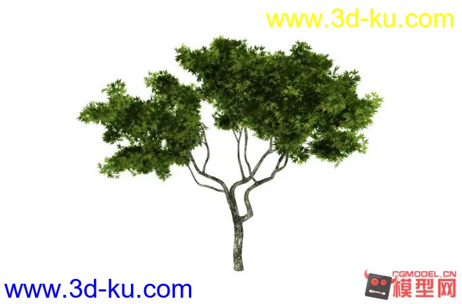 高精度树木模型的图片1