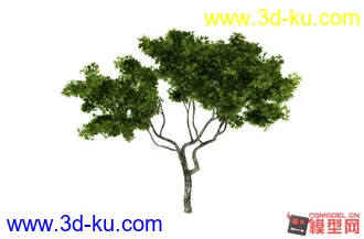 高精度树木模型的图片