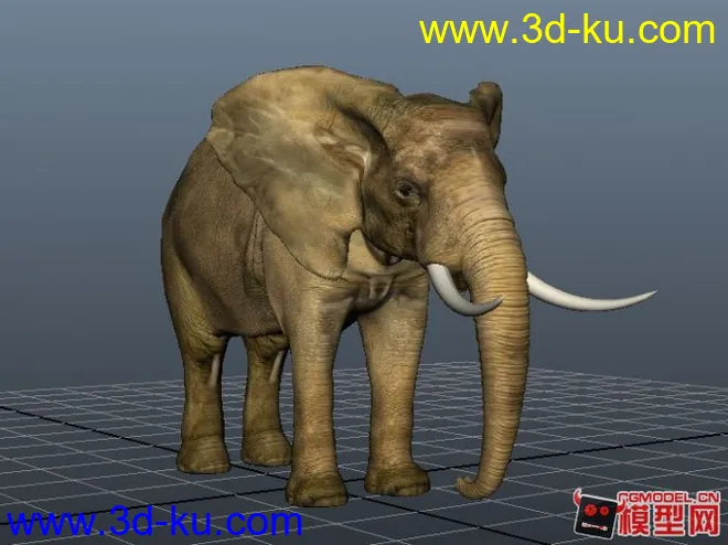 超逼真写实大象maya模型的图片1