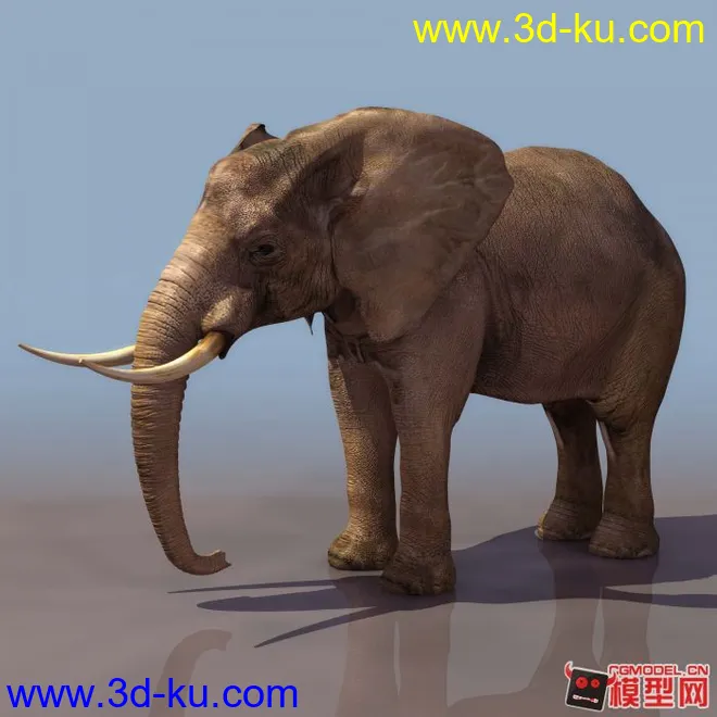 超逼真写实大象maya模型的图片2