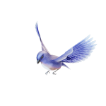 可爱的蓝翎鸟模型的图片1