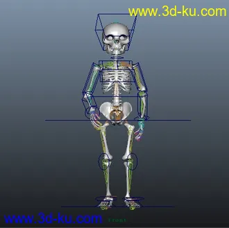 【骷髅】模型-角色动画练习的图片