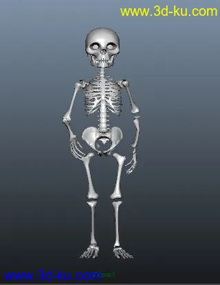 【骷髅】模型-角色动画练习的图片