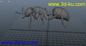 蚂蚁模型的图片