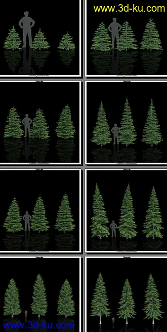 132颗形态各异的枞树模型的图片