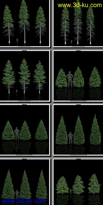 132颗形态各异的枞树模型的图片