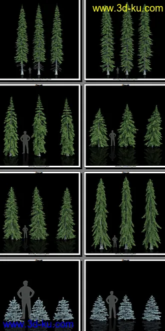 132颗形态各异的枞树模型的图片