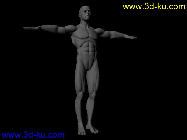 人体模型的图片2