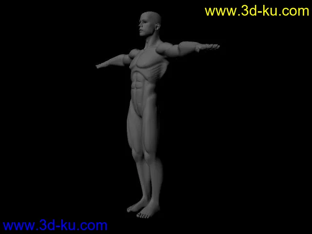 人体模型的图片3