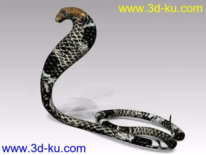眼镜王蛇模型的图片2