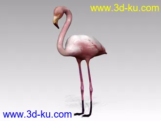 3D打印模型丹顶鹤的图片