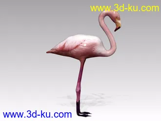 3D打印模型丹顶鹤的图片