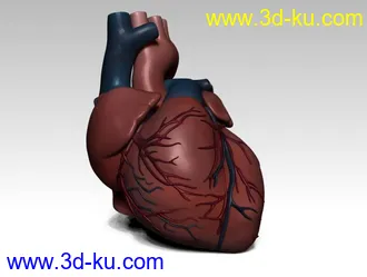 3D打印模型大心脏的图片