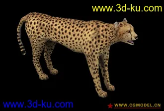 3D打印模型acinonyx low model的图片
