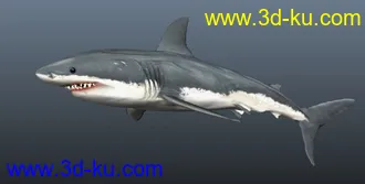 3D打印模型凶猛鲨鱼一条的图片