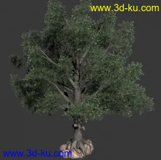 树  模型加透明贴图的图片