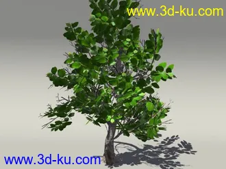 G:3D模型《欧式树木植物3D模型合辑》的图片