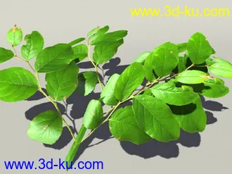G:3D模型《欧式树木植物3D模型合辑》的图片