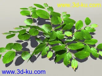 G:3D模型《欧式树木植物3D模型合辑》的图片