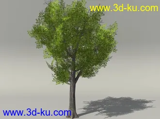 G:3D模型《欧式树木植物3D模型合辑》的图片