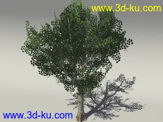 G:3D模型《欧式树木植物3D模型合辑》的图片